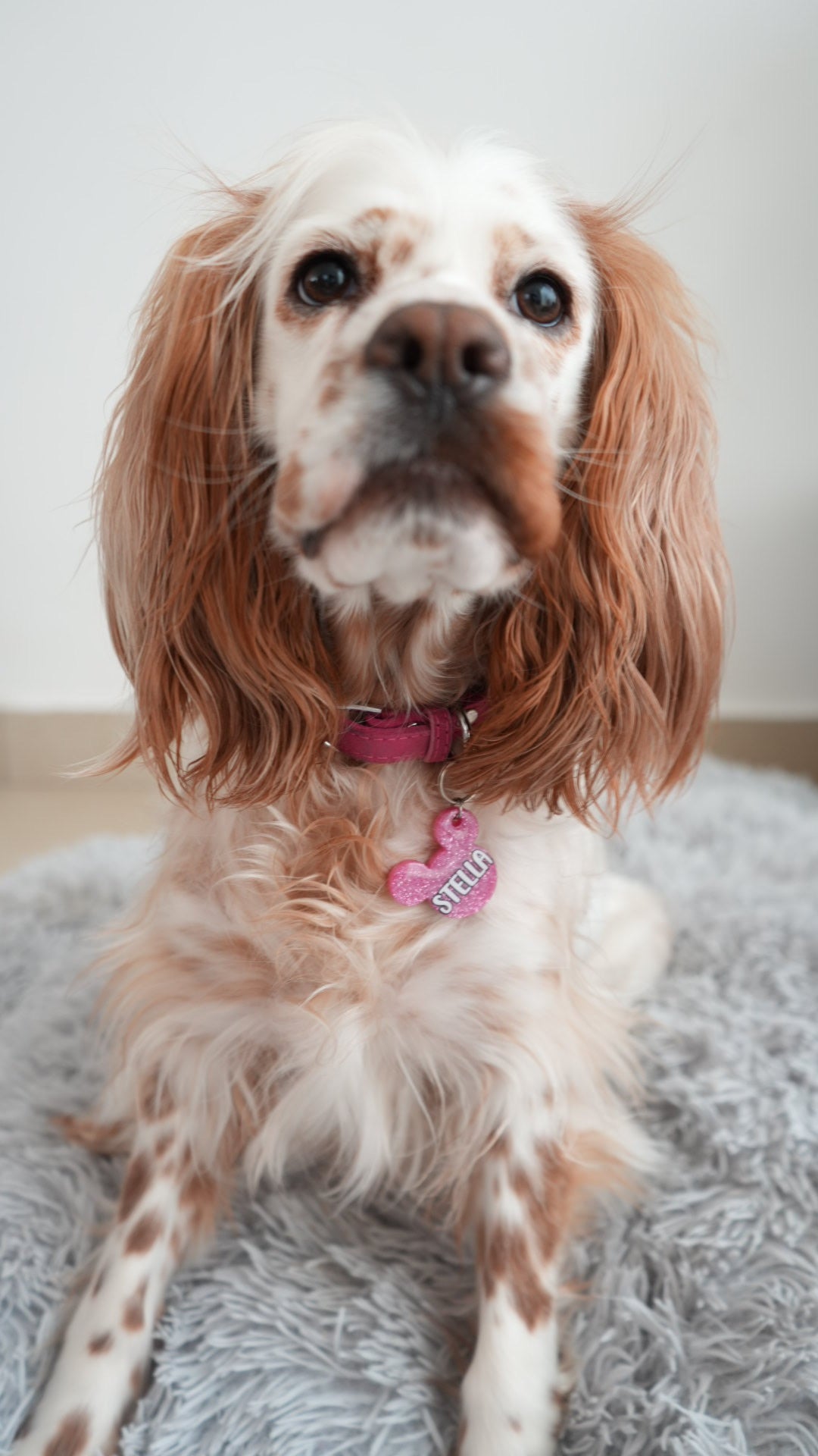 Perra con pelaje blanco y manchas cafés cocker spaniel usando placa rosa brillante con nombre stella. Estilo clásico y femenino.