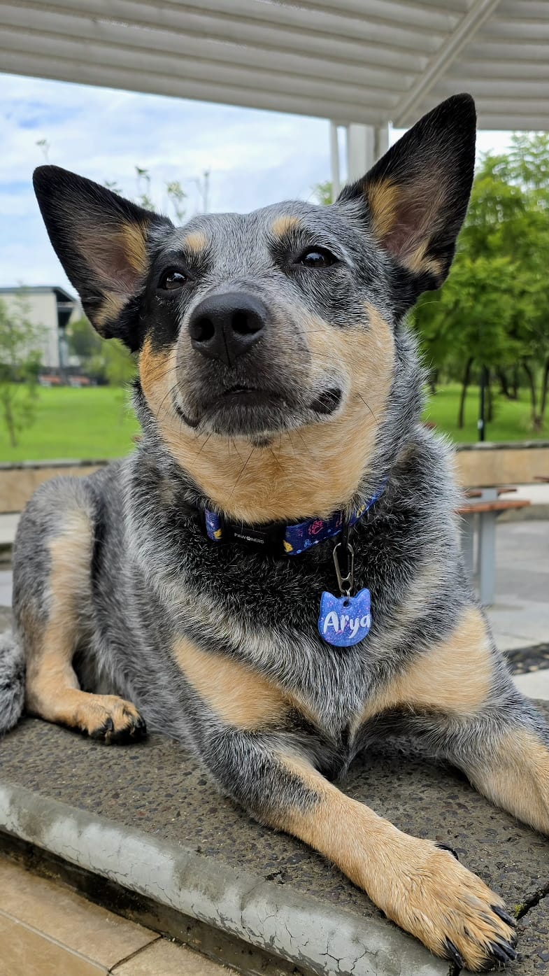 Perro pastor heeler con placa azul personalizada , en escena al aire libre con look moderno