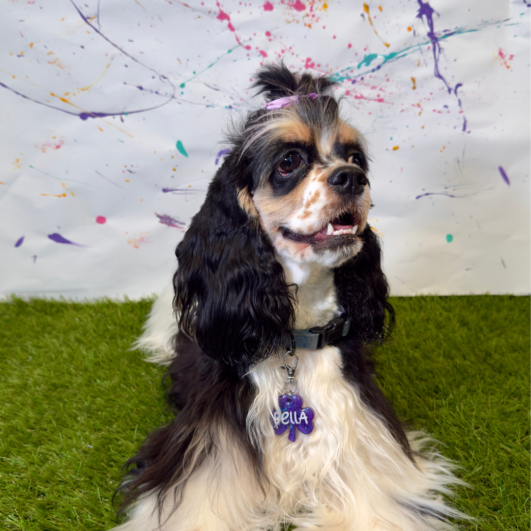 Perro raza Cocker Spaniel con placa azul brillante “Bella” en fondo con diseño salpicado de colores, estilo MunSplash.