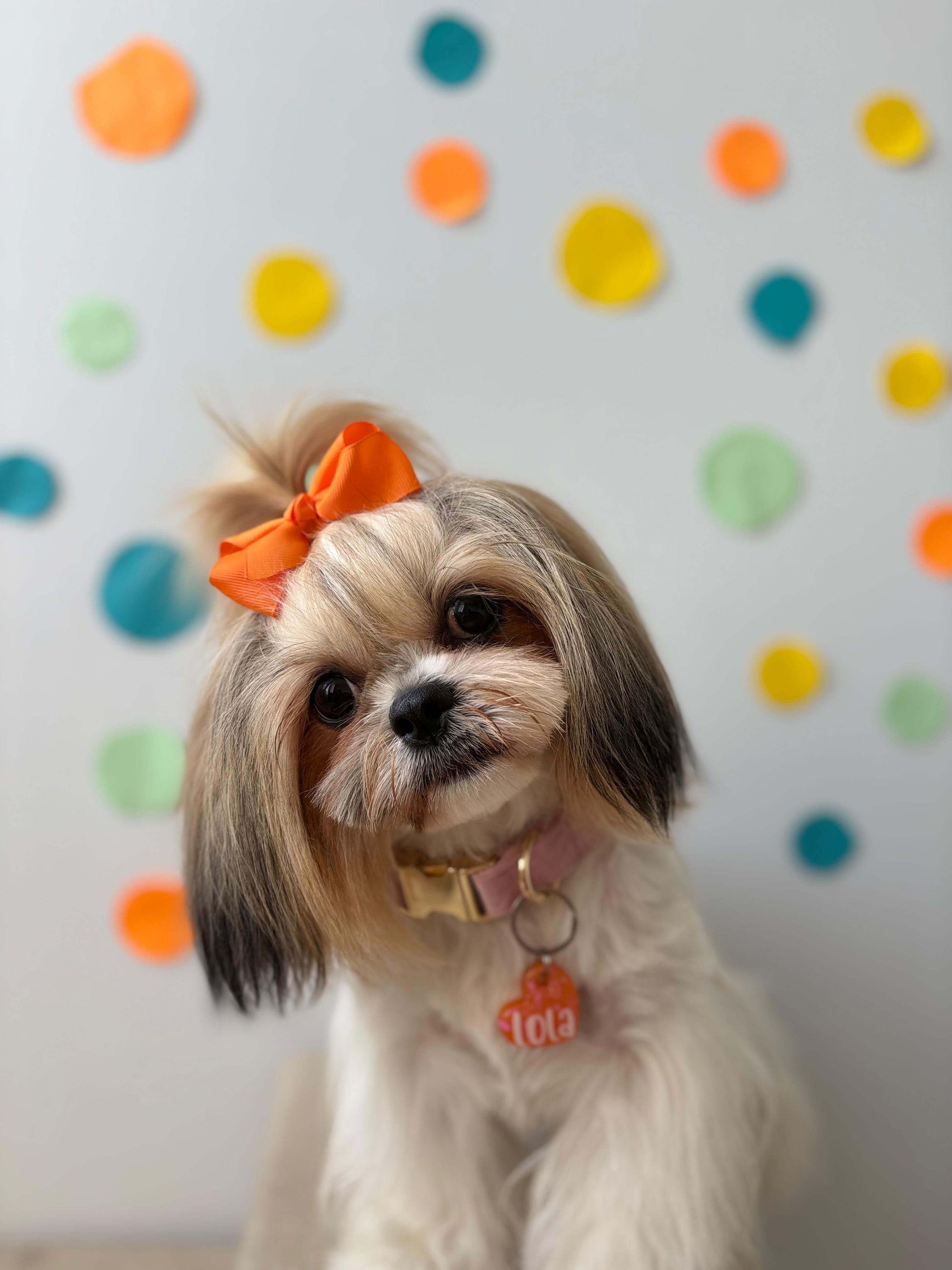 Perrita Shih Tzu con moño naranja y placa en forma de corazón de MunMun, ideal para razas pequeñas.