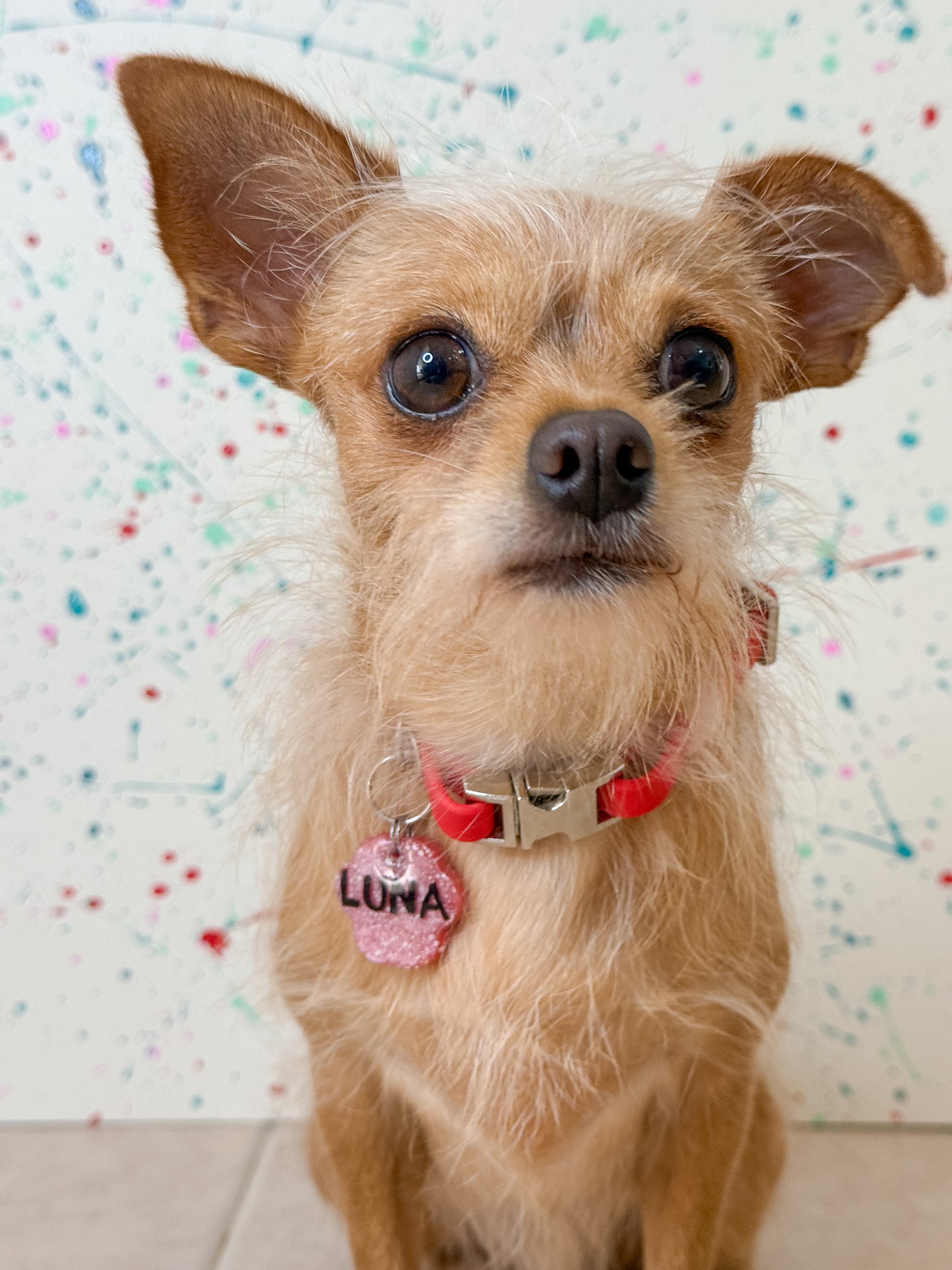 Perrita mestiza con placa roja “Luna” en fondo salpicado de pintura, estilo único MunSplash.