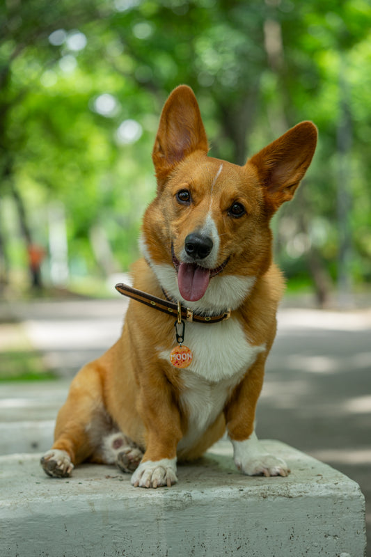 Placa naranja personalizada para perro con salpicaduras rojas, modelada por un Corgi Pembroke.