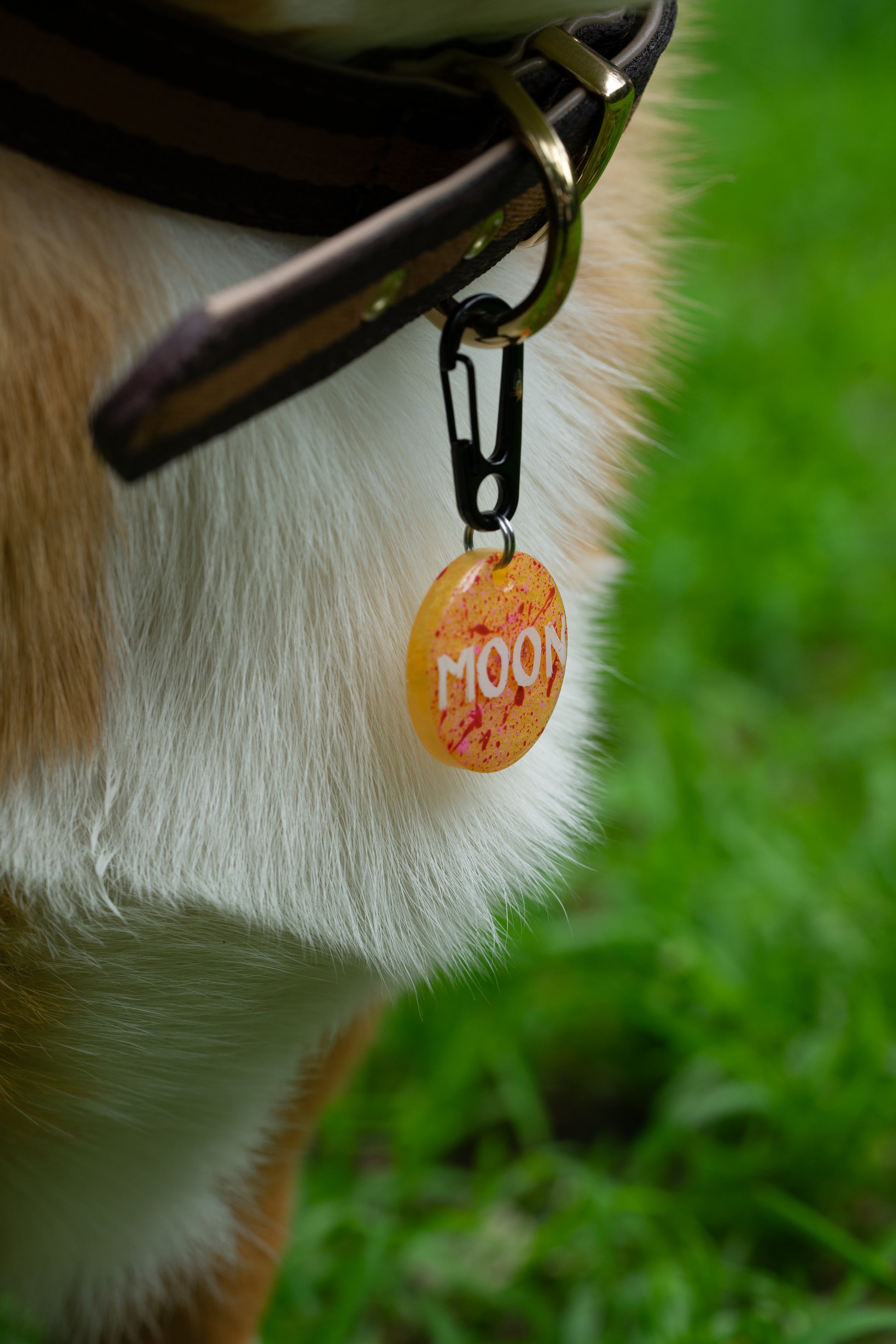Placa naranja personalizada para perro con salpicaduras rojas, modelada por un Corgi Pembroke.