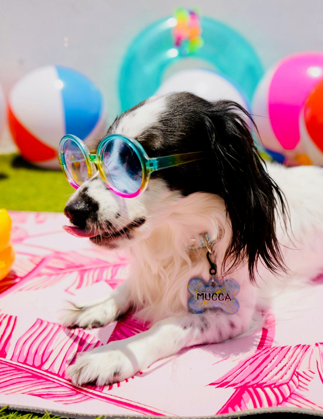 Perro con gafas de sol y placa disfrutando del verano con estilo MunSplash y fondo con pelotas
