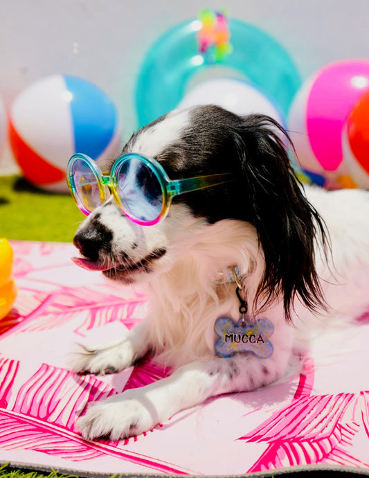Perro con gafas de sol y placa disfrutando del verano con estilo MunSplash y fondo con pelotas