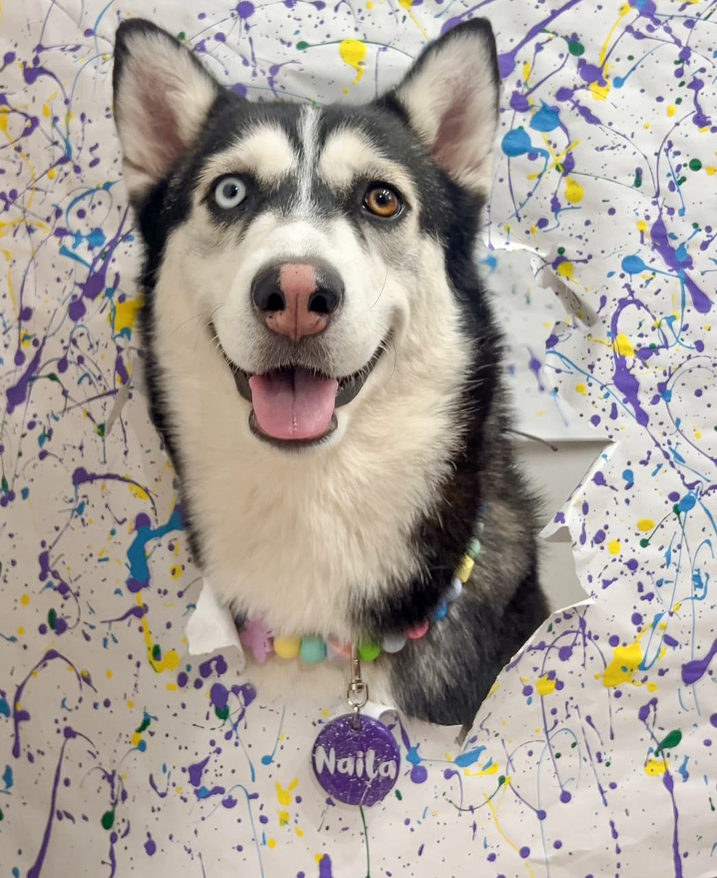 Perro Husky con placa personalizada morada “Naila” de la colección MunSplash sobre fondo con salpicaduras de pintura.