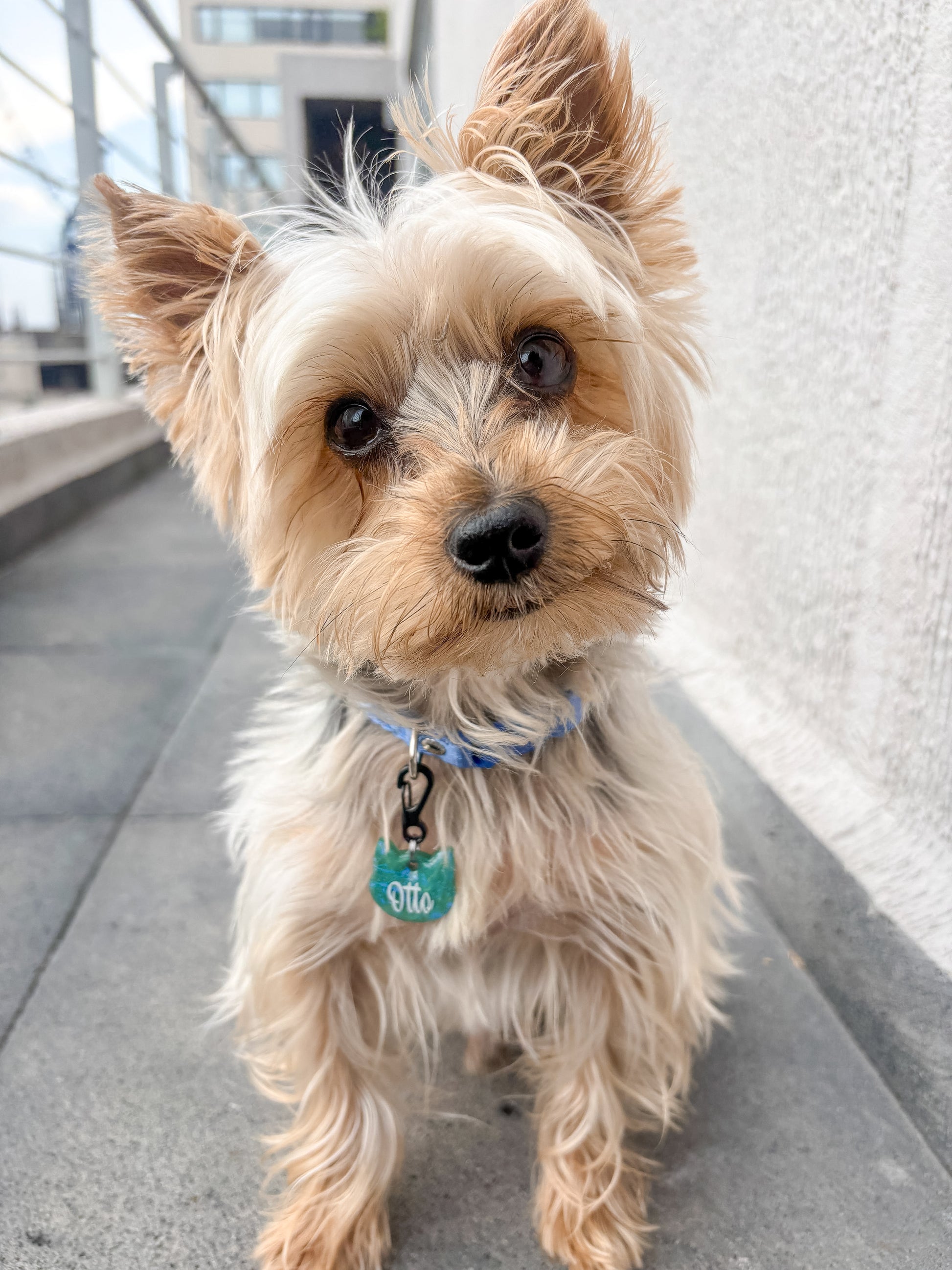 Yorkshire Terrier con placa turquesa estilo MunSplash, ideal para razas toy y miniatura.