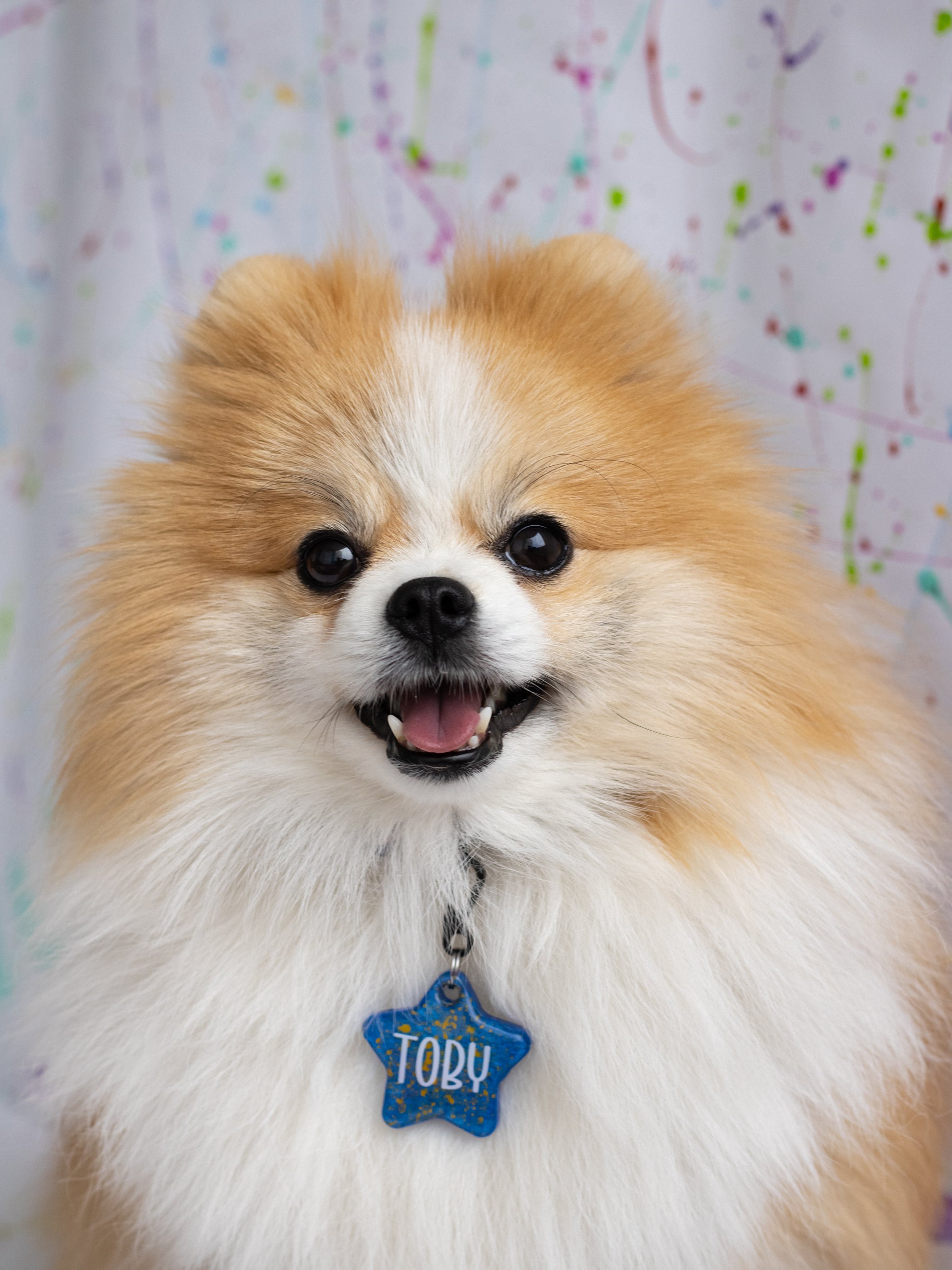 Pomerania con placa azul “Toby”, diseño elegante de placas personalizadas para perros pequeños.