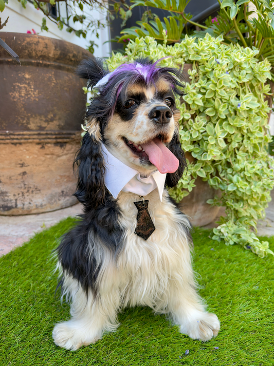 Perro con placa de resina estilo corbata negro. Accesorio para perros con estilo único y divertido.