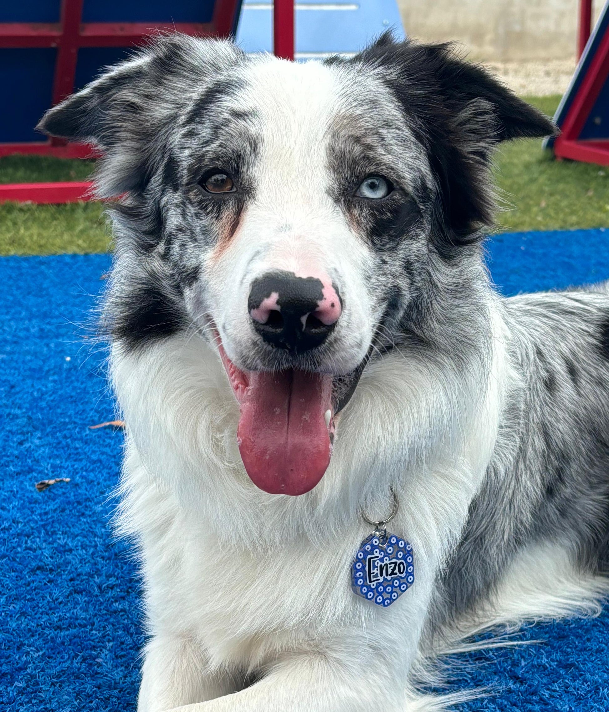 Border collie con placa de ojo turco personalizada. Estilo místico y moderno.