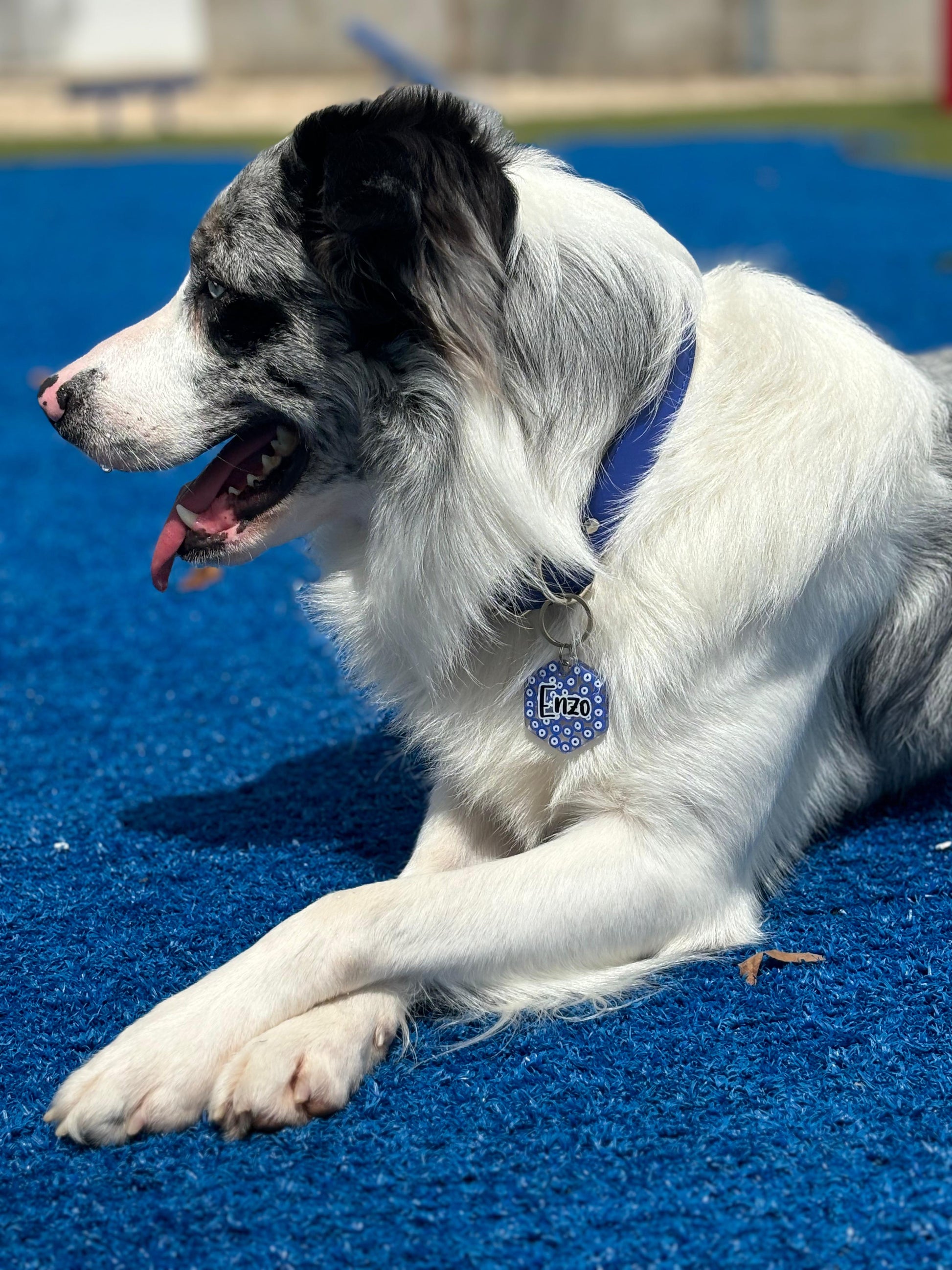 Perro blanco y negro usando placa redonda con diseño de ojo turco. Estilo espiritual para mascotas.