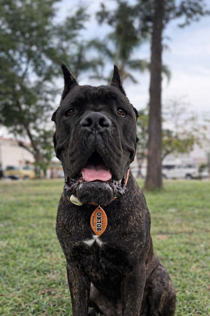 MunBall Touchdown