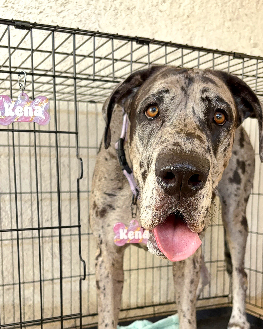Gran danés con placa rosa glitter de nombre Kena en su transportadora. Accesorio brillante y funcional.