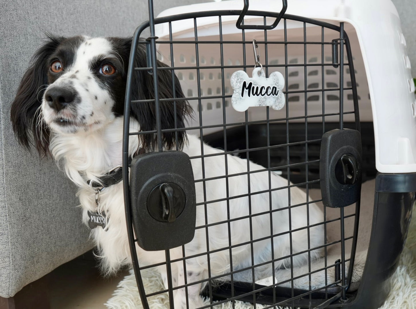 Perro blanco y negro dentro de transportadora con placa metálica personalizada de nombre Mucca. Ideal para identificación.