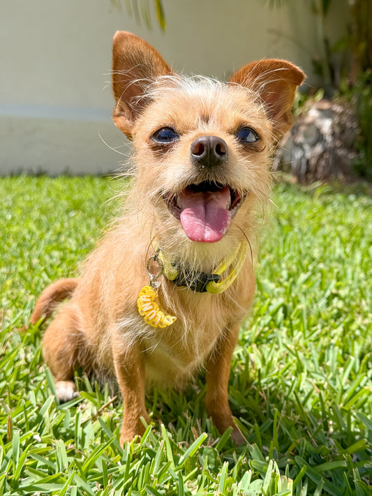 Perro con placa floral amarilla personalizada. Accesorio ideal para primavera o verano.