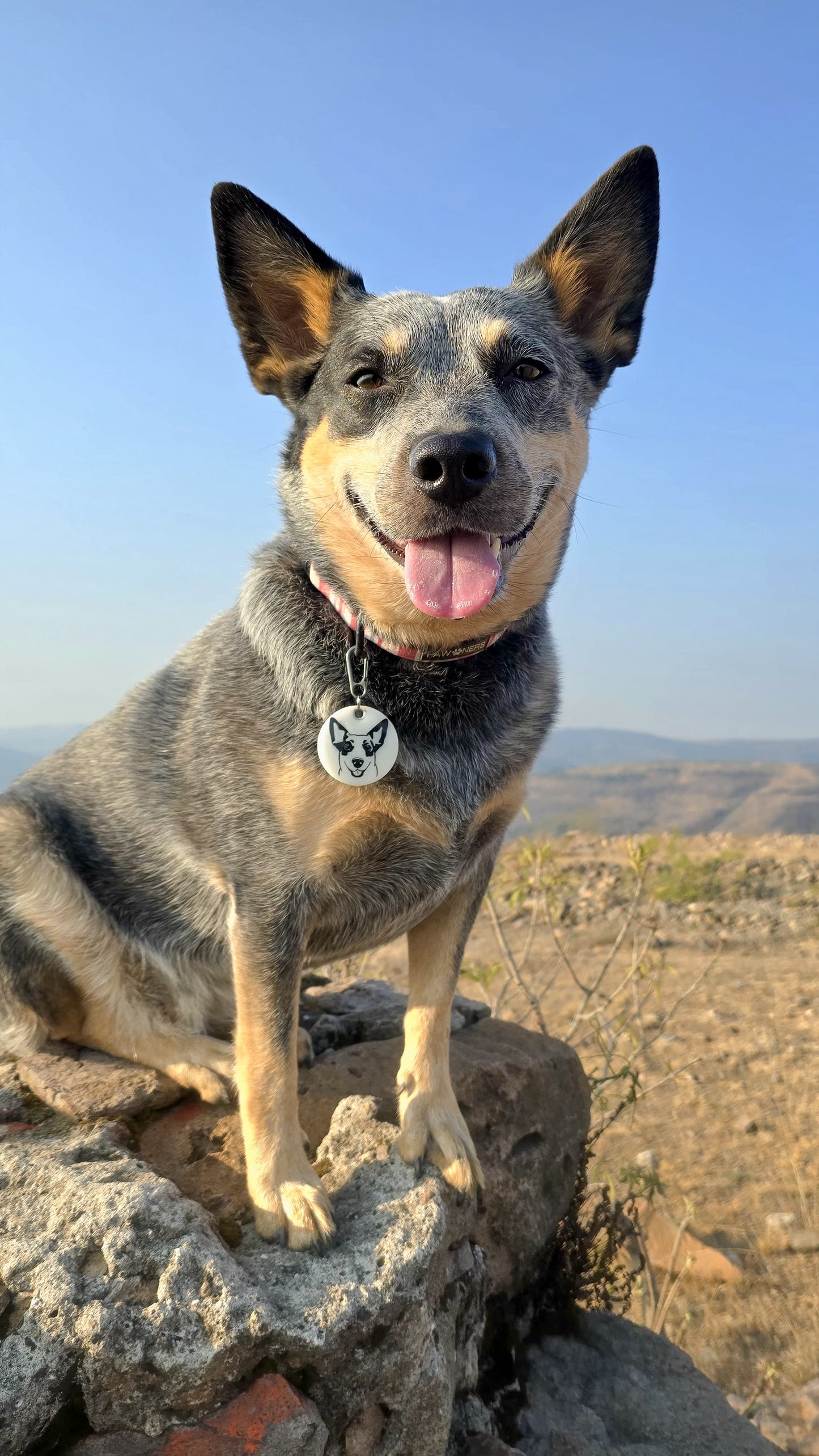 Perro pastor australiano con placa ilustrada en cerro, ideal para aventuras al aire libre con estilo.