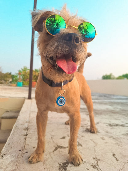 Perro con lentes y placa de ojo turco. Accesorio con estilo y personalidad