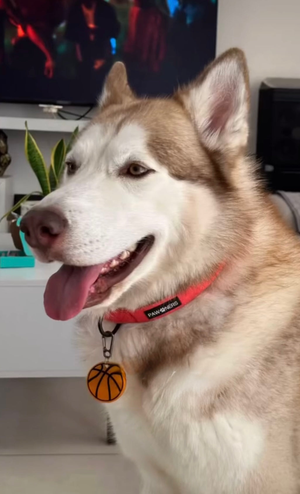 Placa de perro en forma de balón de basquetbol. Accesorio deportivo y original.