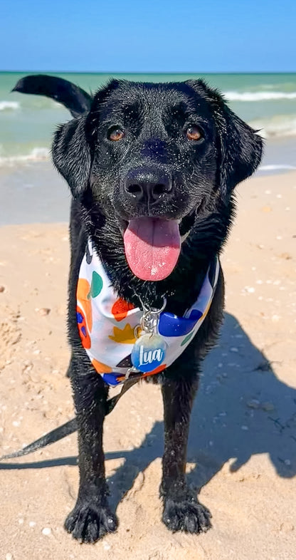 Perro con bandana y placa azul de playa con nombre Lua. Estilo fresco y divertido.