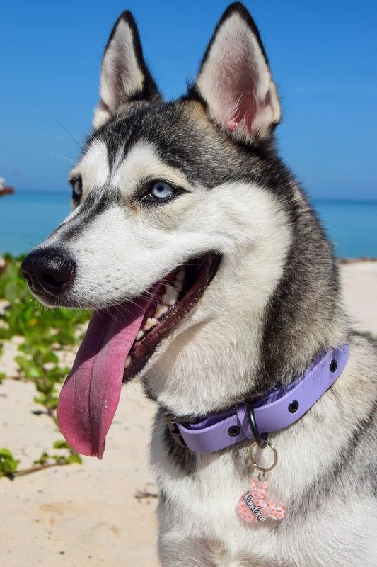 Husky con placa personalizada con flores coral. Accesorio brillante para perros medianos.