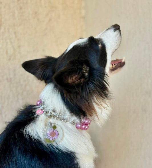 Perro con collar de flores y placa floral personalizada. Accesorio delicado y tierno.
