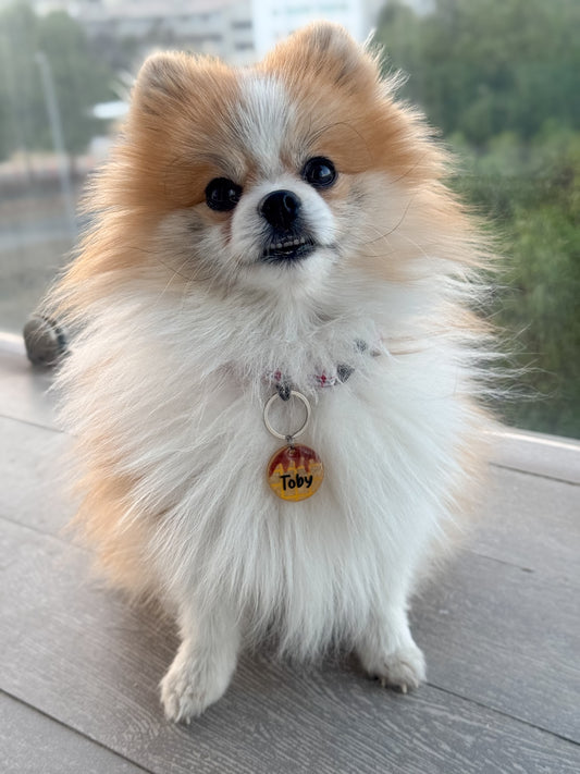 Pomerania con placa amarilla  de waffle personalizada colgando. Diseño vibrante y adorable.