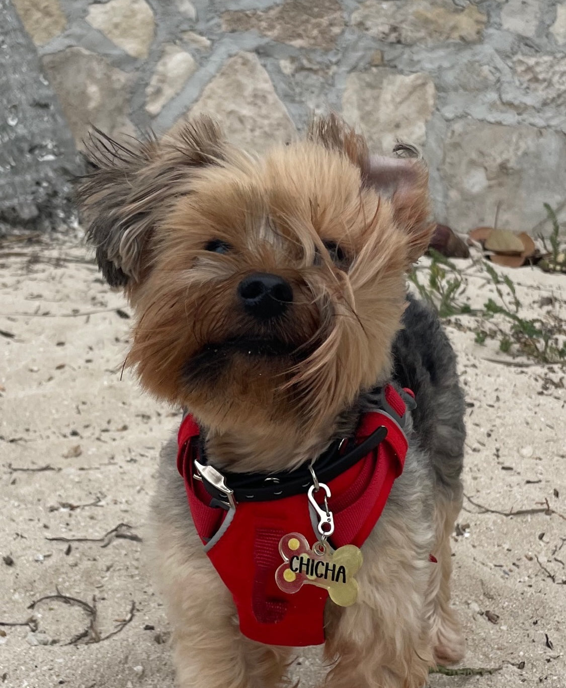 Yorkie con placa roja en forma de hueso con nombre Simón. Accesorio divertido y funcional.