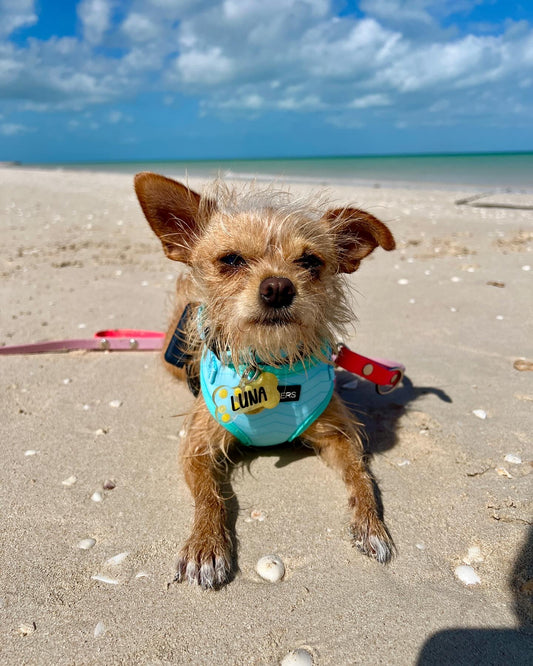 Perro en la playa con placa amarilla colgante. Accesorio ideal para aventuras.