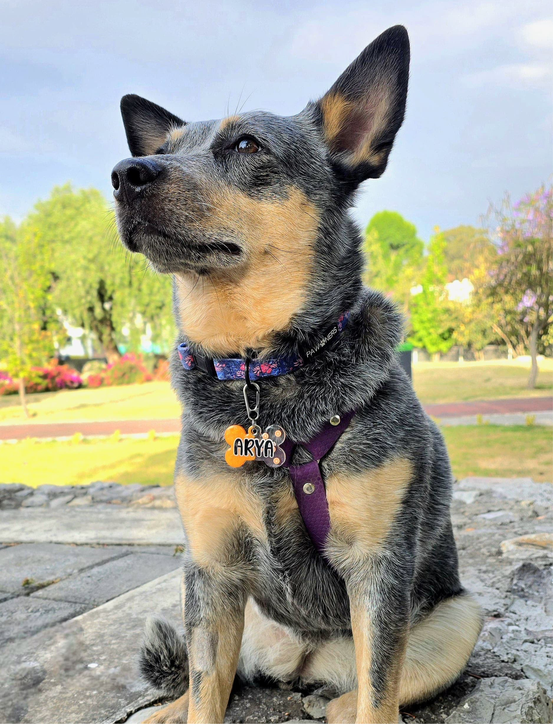 Perro con placa en forma de flor amarilla y nombre Morita. Accesorio natural y alegre.