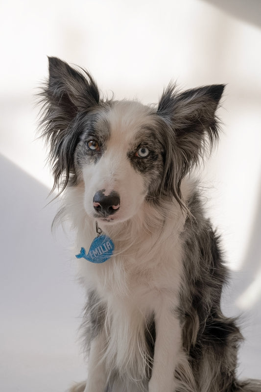 Border collie con placa azul de ballena colgando. Accesorio temático y moderno