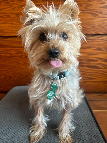 Yorkie con placa de pato personalizada con nombre Otto. Accesorio temático para perro pequeño.