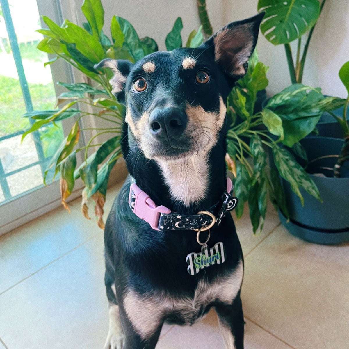 Perro grande con placa de rayas en blanco y negro. Diseño personalizado llamativo