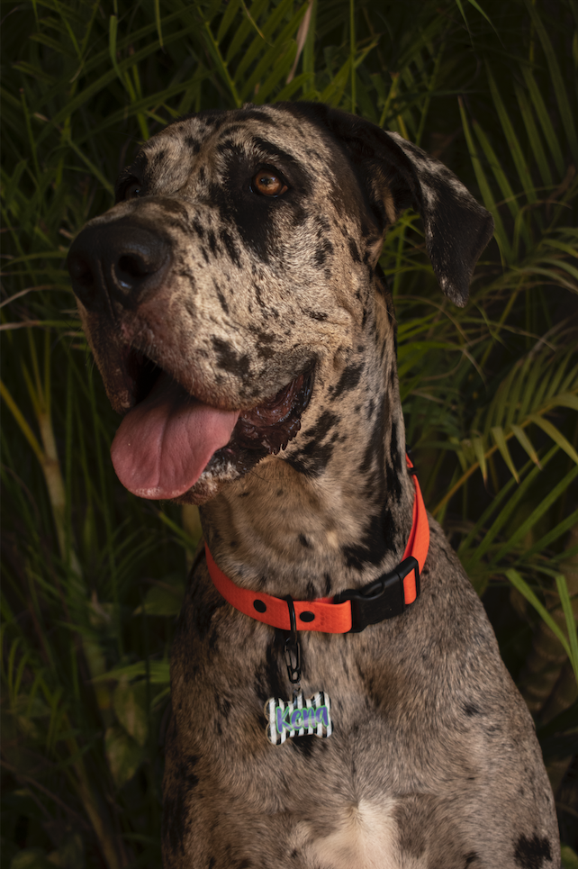 Perro grande con placa de rayas en blanco y negro. Diseño personalizado llamativo.