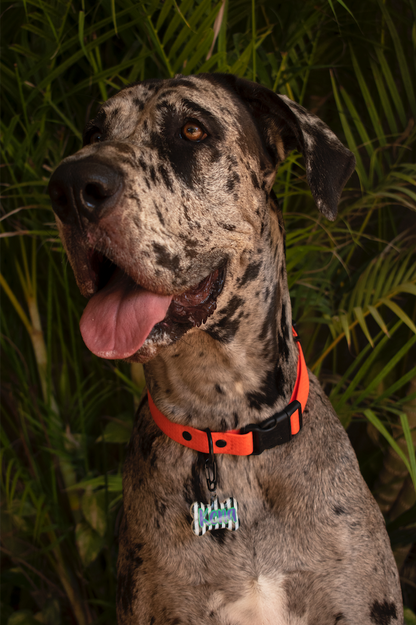Perro grande con placa de rayas en blanco y negro. Diseño personalizado llamativo.
