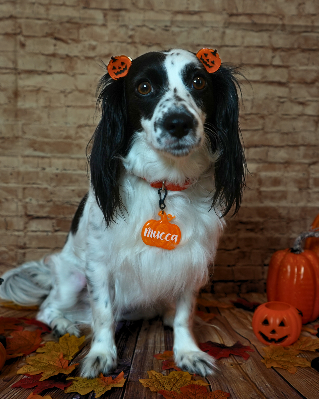 Perro con placa de calabaza naranja y moñitos de calabaza. Accesorio divertido y festivo para Halloween.
