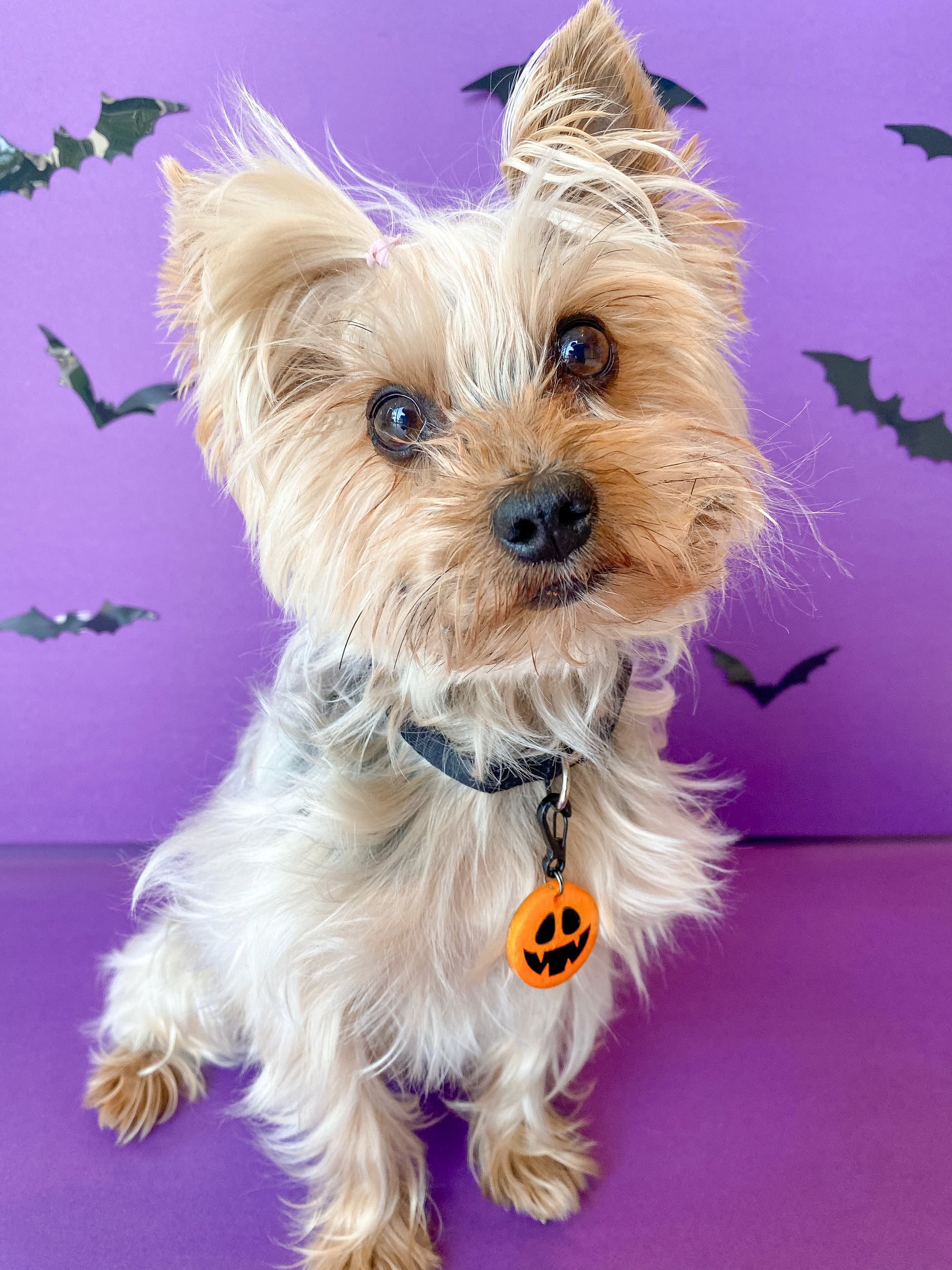 Yorkshire Terrier con placa de calabaza naranja y fondo morado con murciélagos. Perfecta para un look spooky