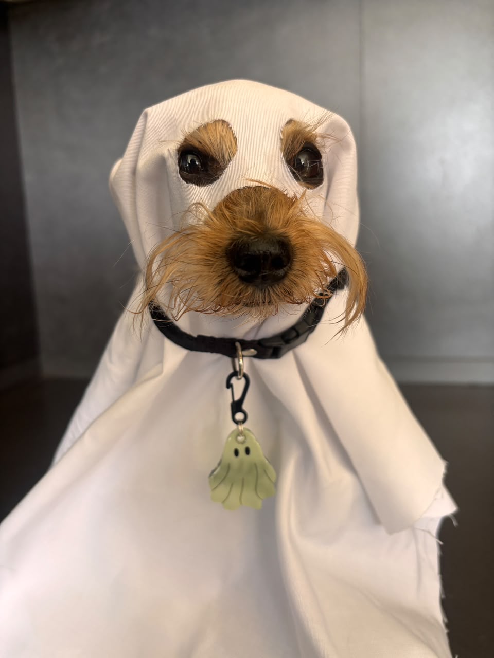 Munlloween Fantasma