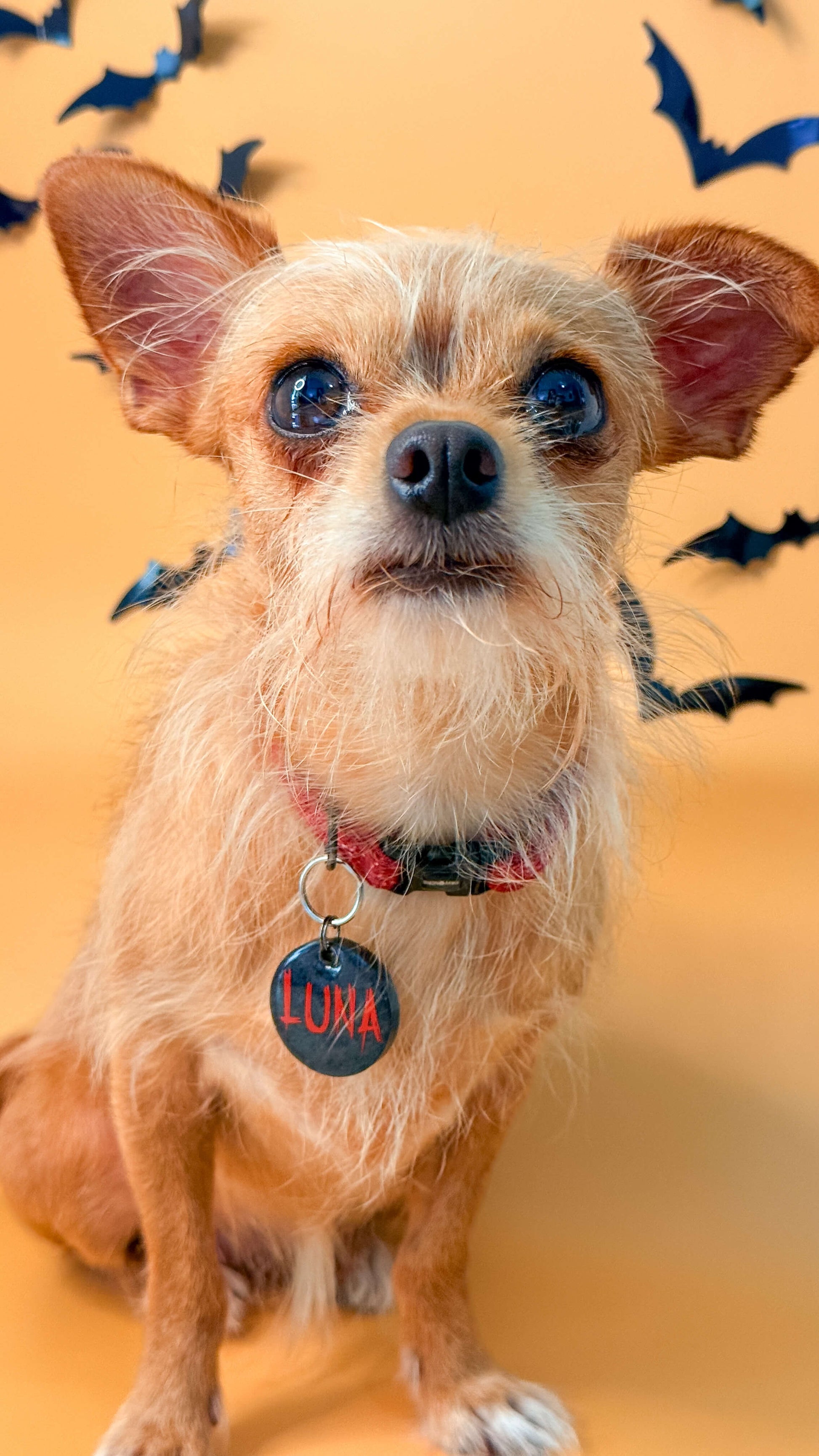 Chihuahua usando placa redonda roja con nombre personalizado. Un accesorio llamativo y original para perros pequeños.