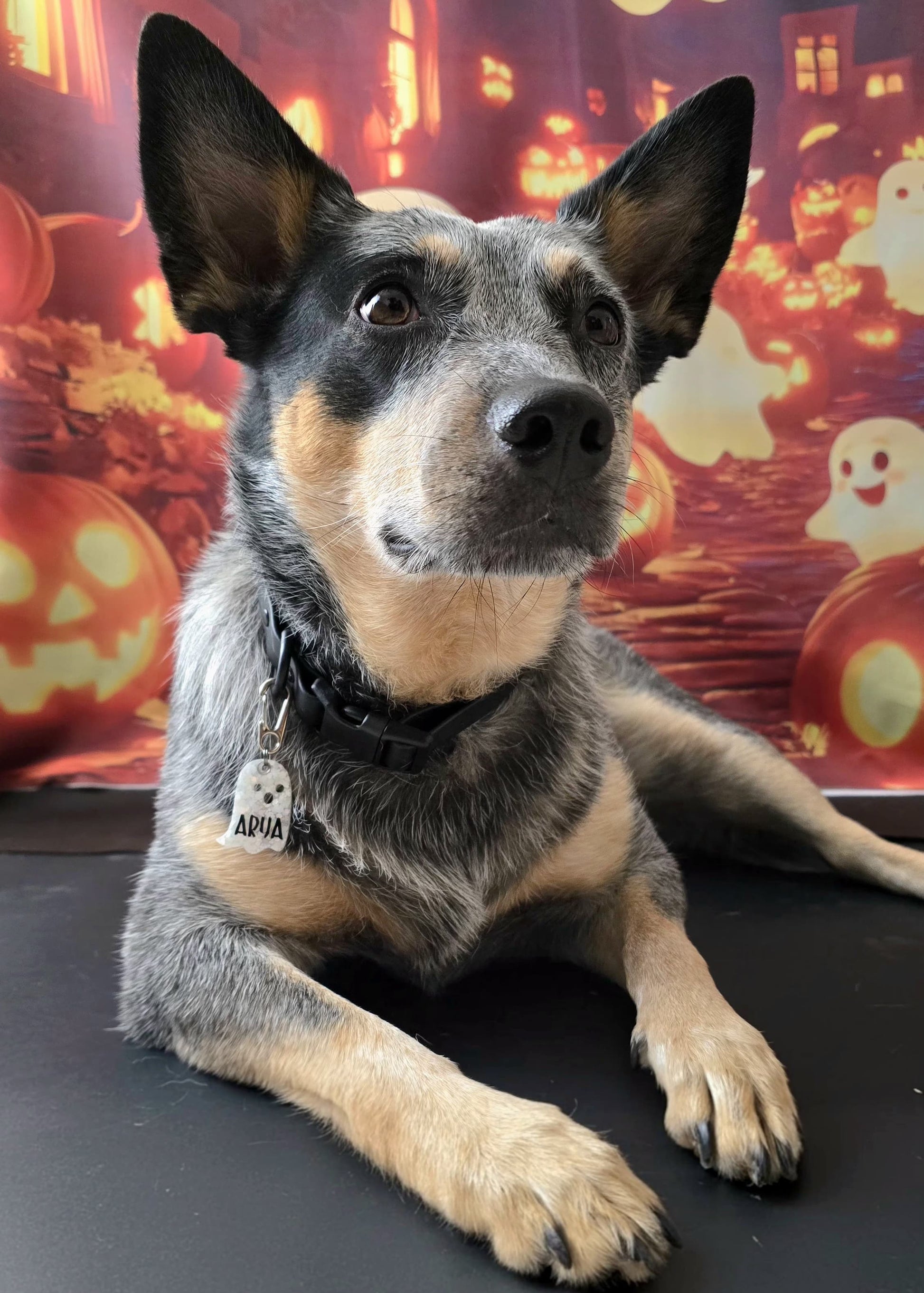 heeler con placa blanca de fantasma MunHalloween y decoración spooky al fondo. Perfecto accesorio de temporada