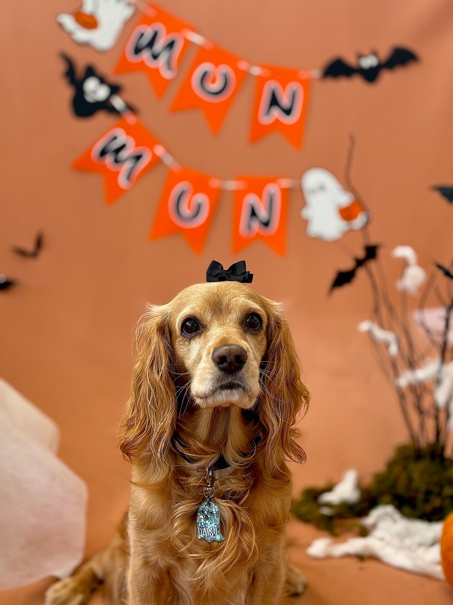 Cocker con placa azul MunHalloween y decoración spooky al fondo. Perfecto accesorio de temporada