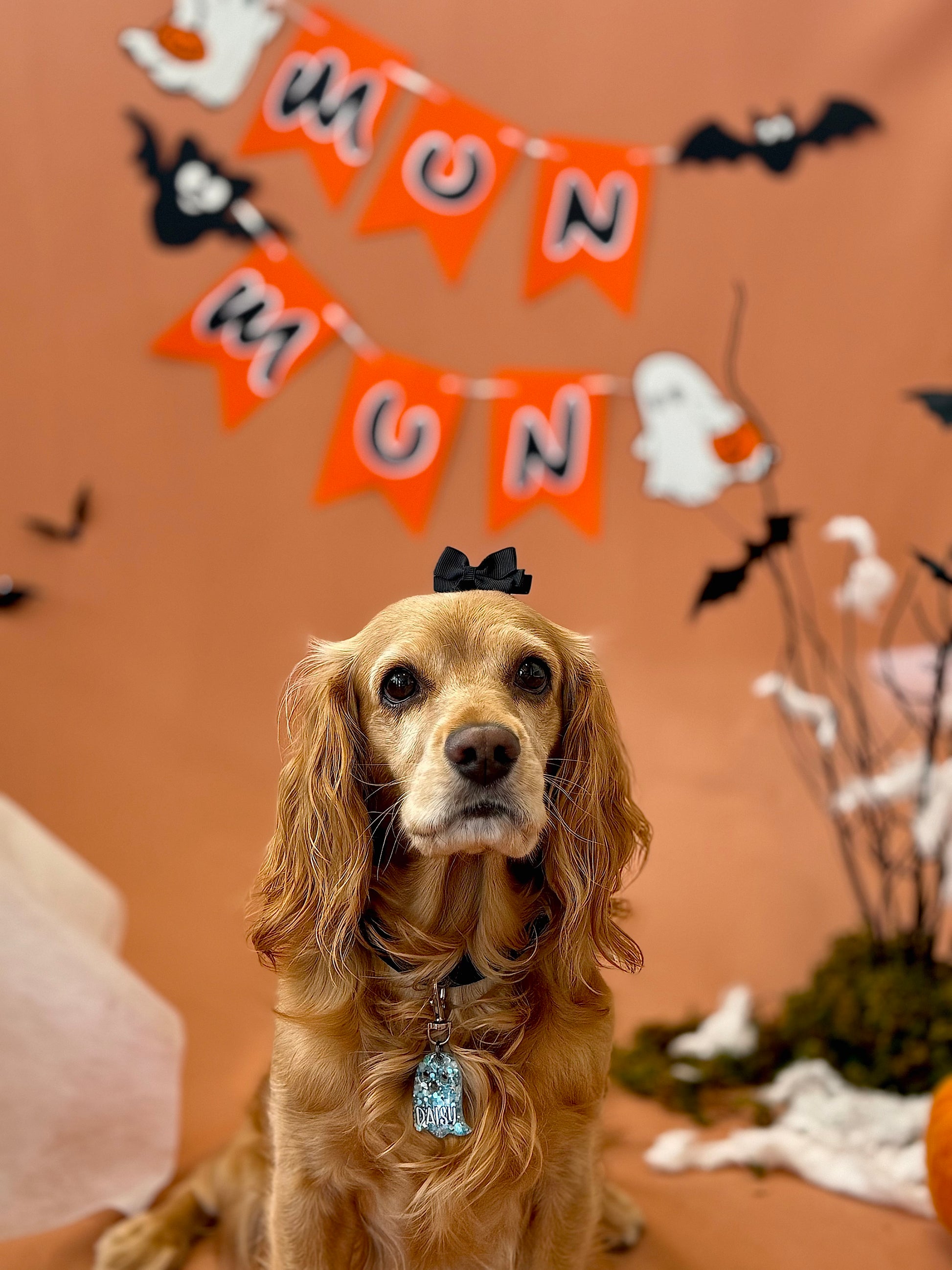 Cocker con placa azul MunHalloween y decoración spooky al fondo. Perfecto accesorio de temporada