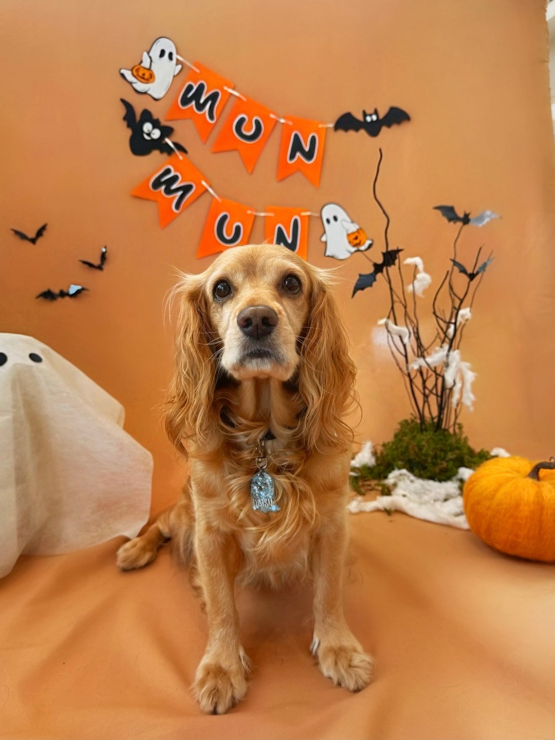 Cocker con placa MunHalloween brillante frente a decoración de murciélagos y calabazas.