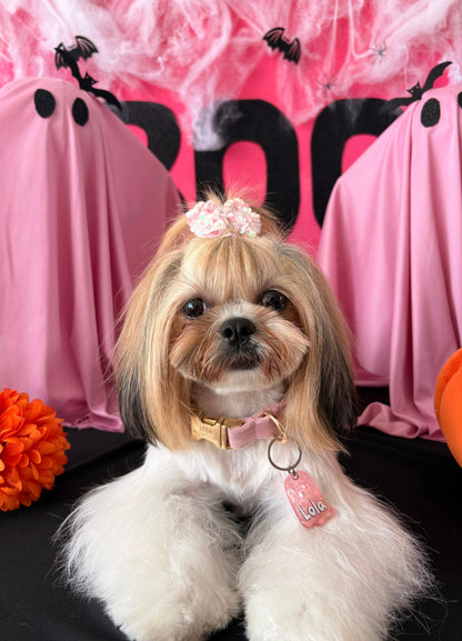 Shih Tzu con diadema rosa y placa de jaula MunMun. Estilo festivo y elegante para Halloween