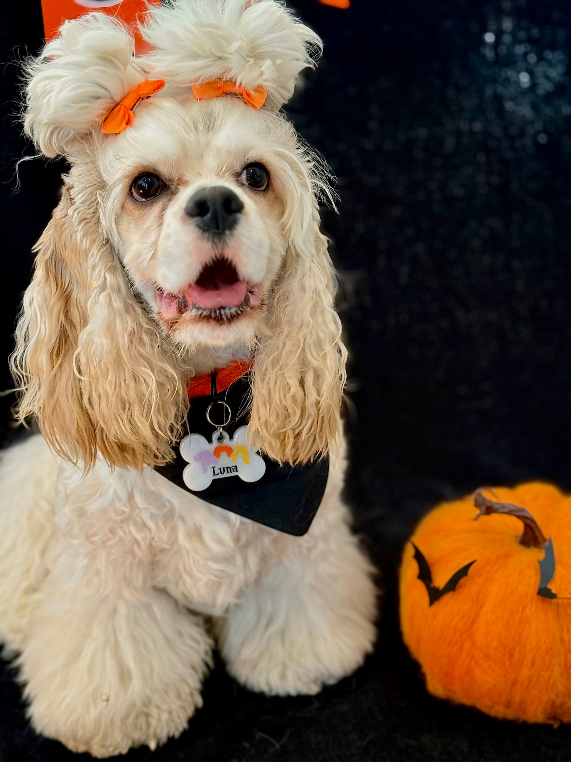 Placa temática de Halloween en perro con moño. Ideal para fotos y accesorios de temporada.