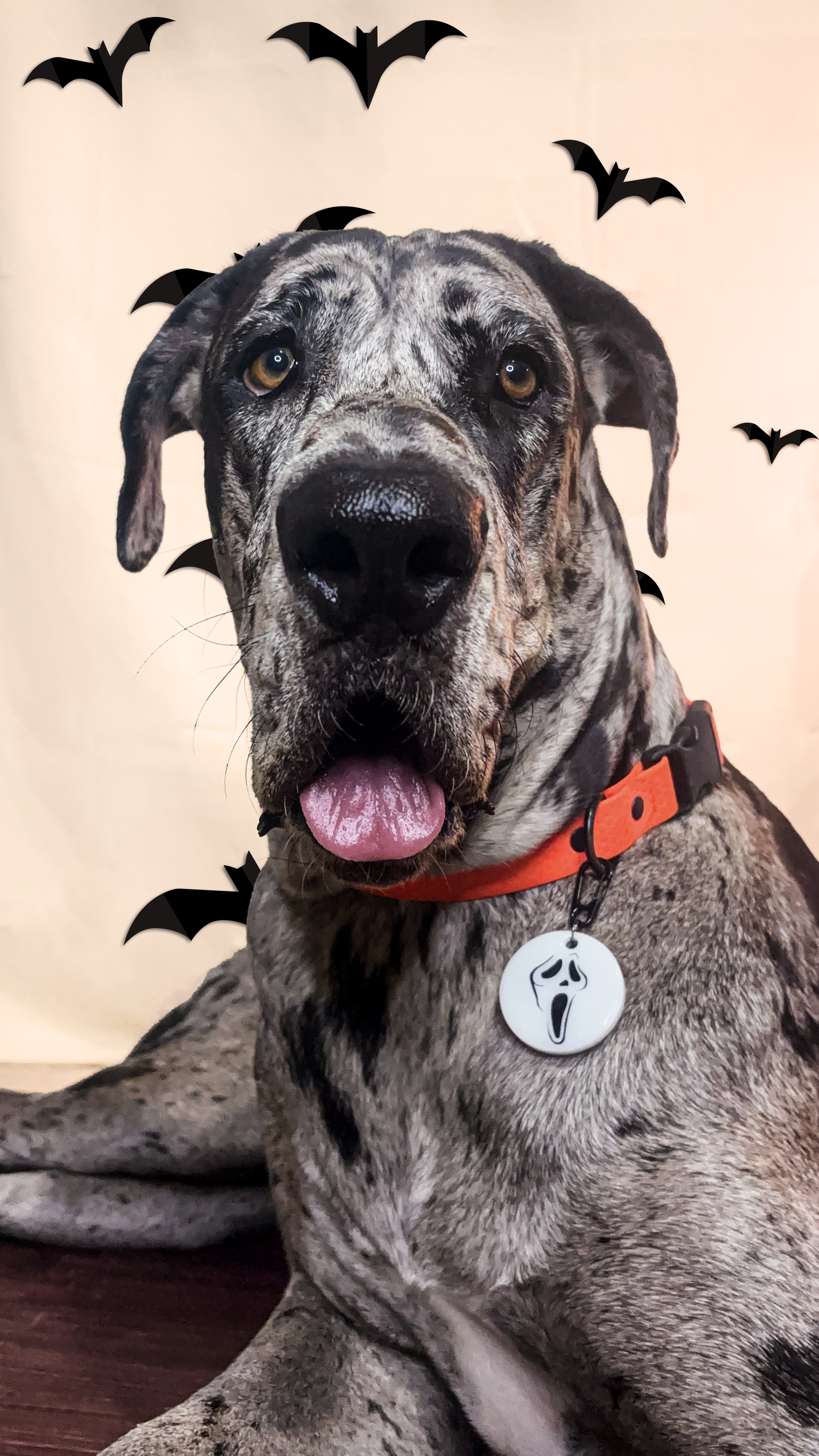 Gran danés usando placa de Halloween en forma circular con scream negro. Perfecta para collares grandes.
