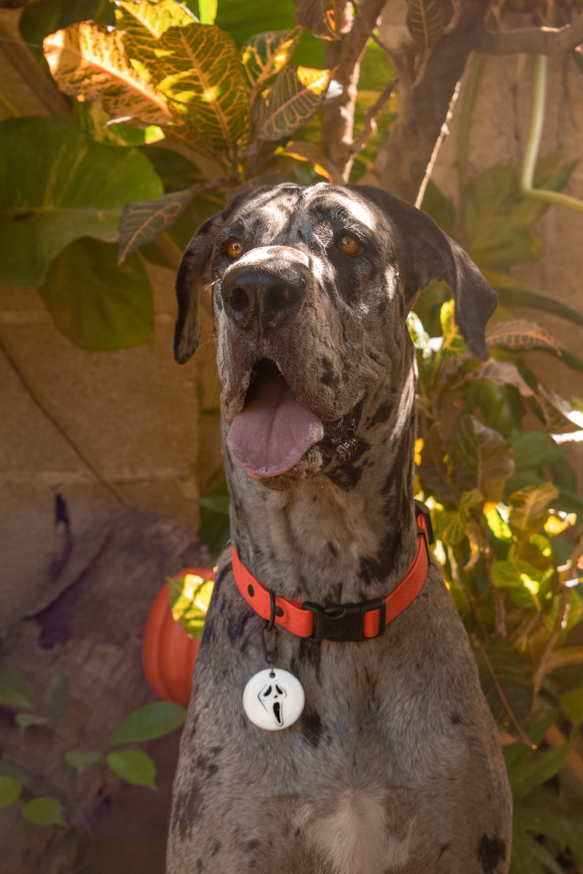 Placa Halloween blanca en collar naranja. Diseño spooky y original para tu mascota.