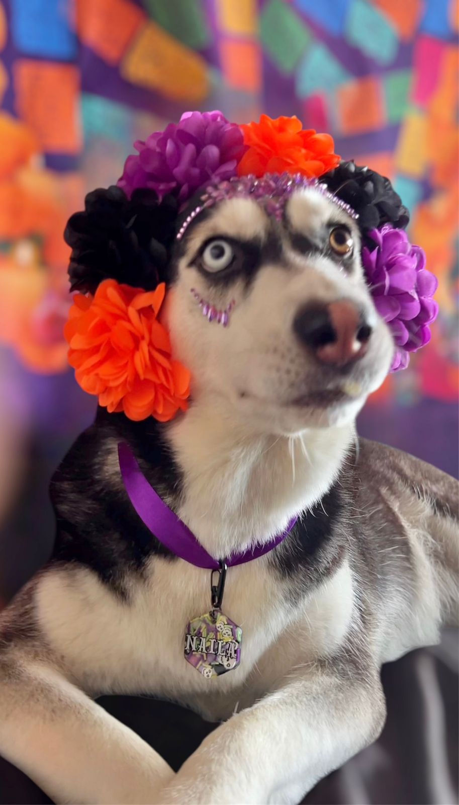 Perro con corona de cempasúchil y placa decorativa MunMun. Perfecta para un look spooky y colorido