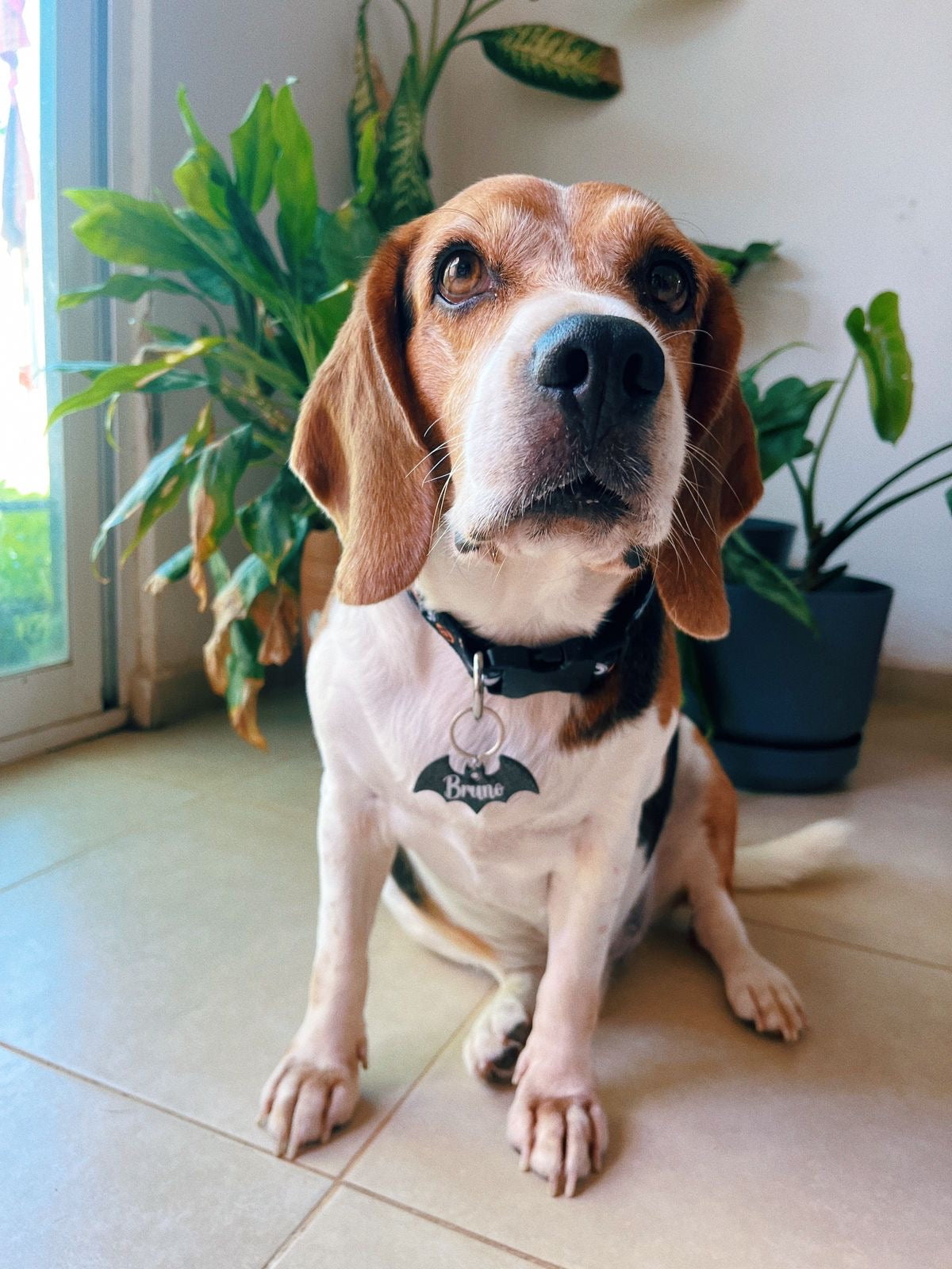 Beagle con placa de telaraña. Accesorio con diseño spooky para perro.