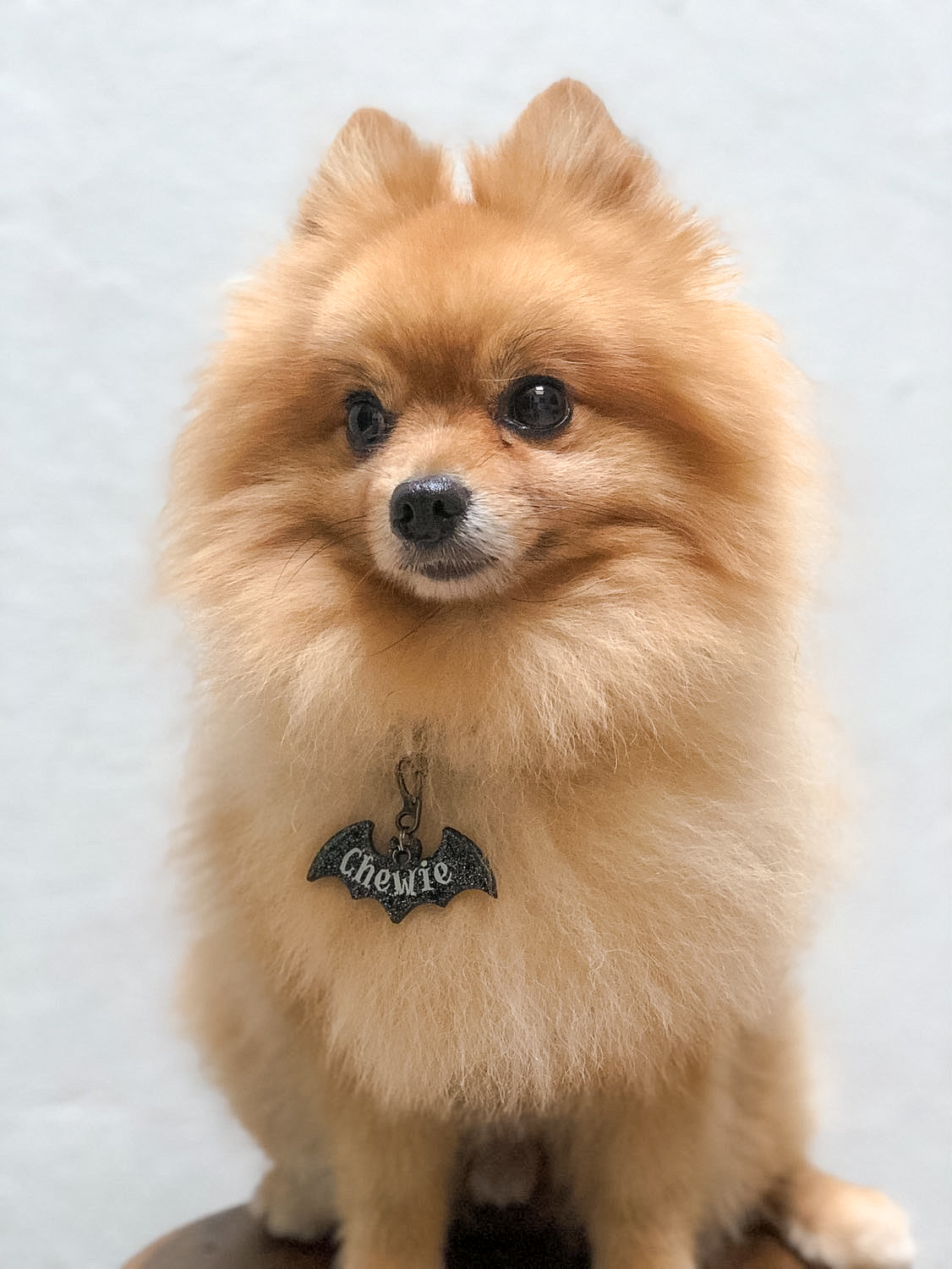Pomerania con placa negra en forma de murciélago con nombre Charlie. Estilo Halloween.