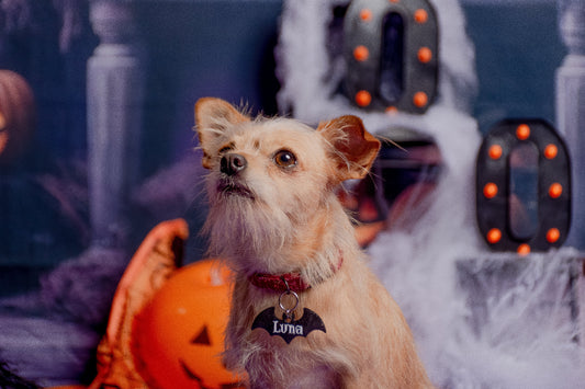 Perra con placa de murciélago y nombre Luna. Accesorio decorativo para temporada.